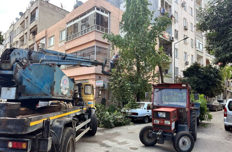 Ağaçlar daha sağlıklı ve hızlı gelişiyor, sokakların çehresi değişiyor