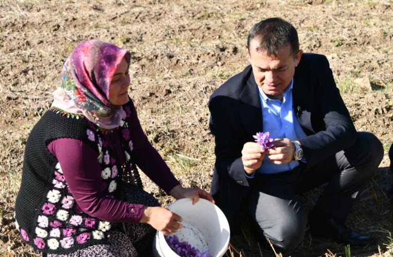 “Dünyanın en pahalı baharatını üretme kararını aldık.”