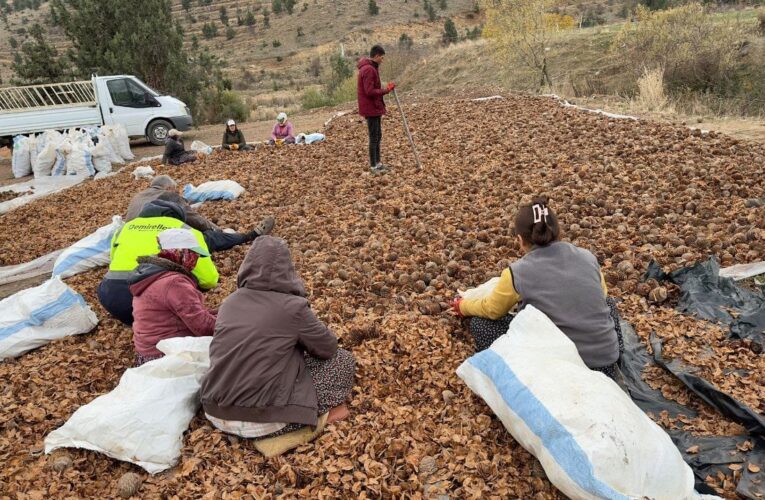Yanan Sahalarımızı Yeşillendiriyoruz