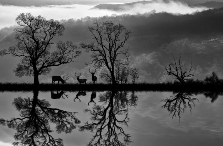 Dereceye giren fotoğrafçılar Ocak ayında yapılacak törenle ödüllerine kavuşacak