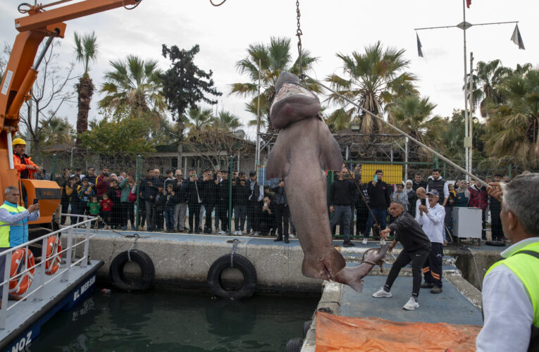 KARAYA VURAN KÖPEK BALIĞI’NI BÜYÜKŞEHİR EKİPLERİ ÇIKARDI