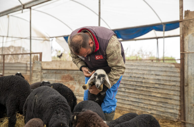 BAŞKA SÜRÜLERE ÇOBANLIK YAPARKEN KENDİ SÜRÜLERİNİN SAHİBİ OLDULAR