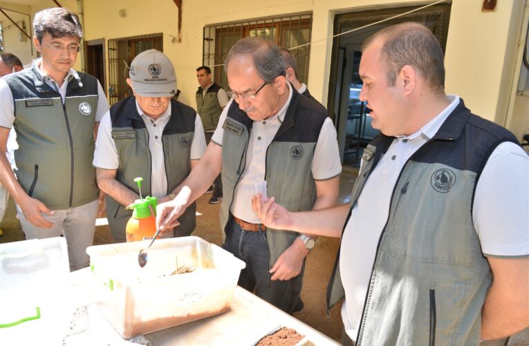 Ormandaki Zararlılara Karşı Biyolojik Mücadelede Yapıyoruz