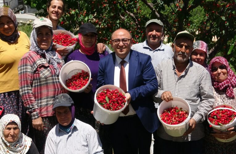 Mersin Erdemli ‘de Kiraz Hasadı Başladı