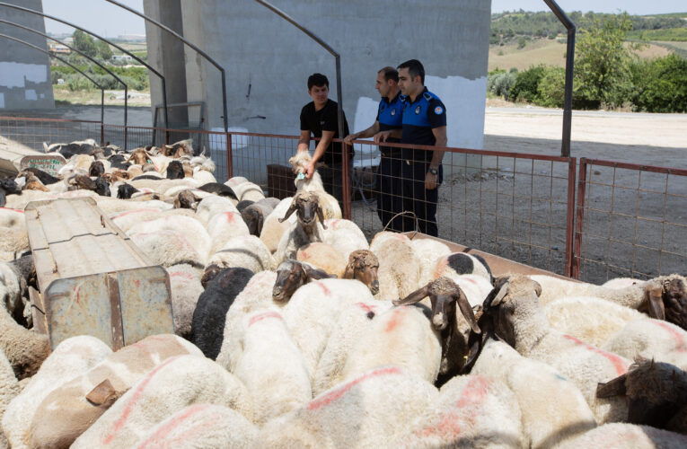 MEZİTLİ’DE KURBANLIK KESİM VE SATIŞ YERLERİ BELLİ OLDU