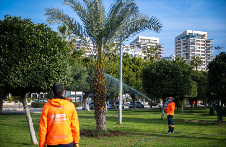 BÜYÜKŞEHİR’İN İLAÇLAMA EKİPLERİ, KIRMIZI PALMİYE BÖCEĞİ İLE MÜCADELE EDİYOR