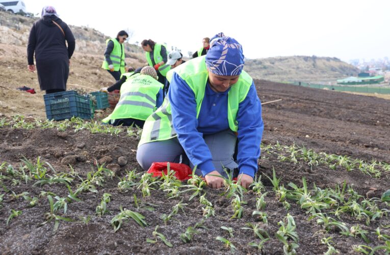 TOROSLAR’IN BEREKETLİ TOPRAKLARI SALEP FİDELERİYLE BULUŞTU