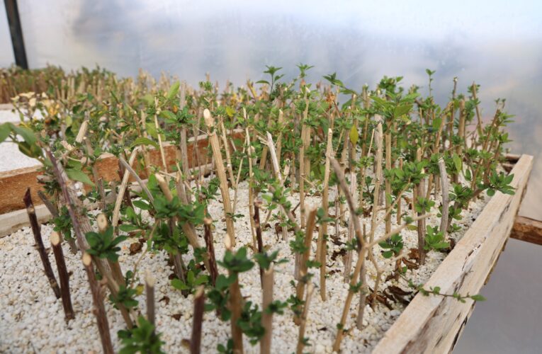 TOROSLAR BELEDİYESİ ÜRETİYOR, İLÇE YEŞİLLENİYOR