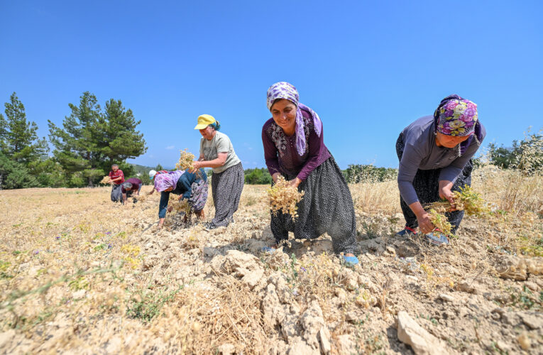 MERSİN BÜYÜKŞEHİR İLE ATALIK TOHUMLAR GELECEĞE TAŞINIYOR