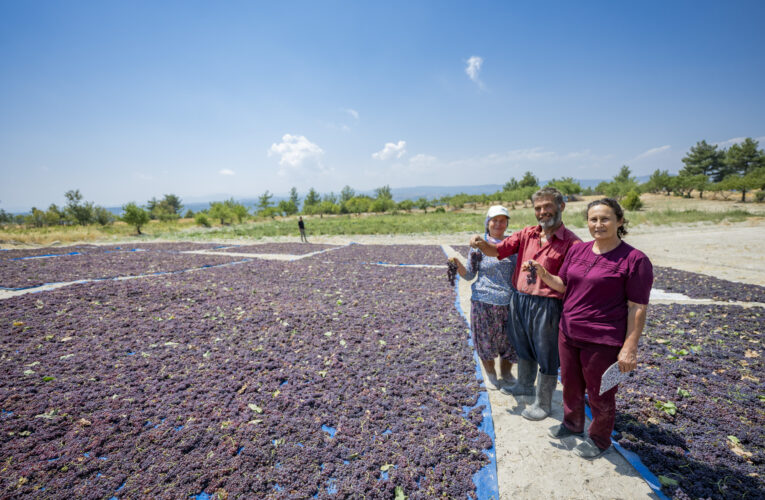 GÜLNAR’IN KUŞ ÜZÜMÜNÜ ARTIK TÜM TÜRKİYE TANIYOR