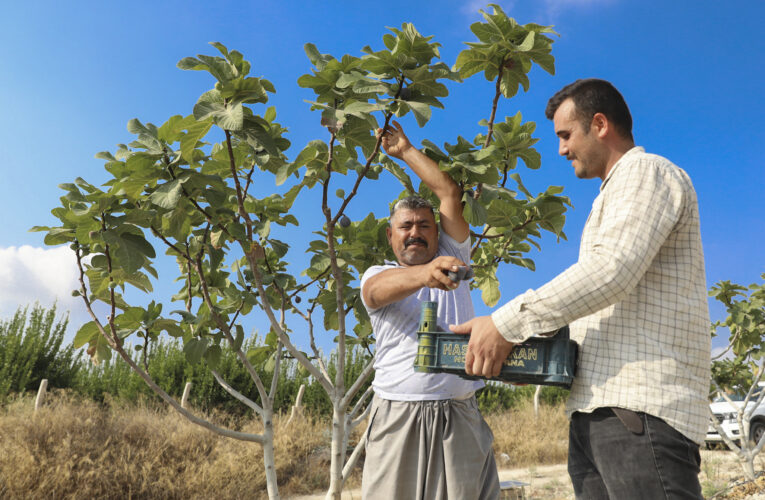 FİDANLAR TOPRAKLA BULUŞTU, MEYVELER KASALARI DOLDURDU