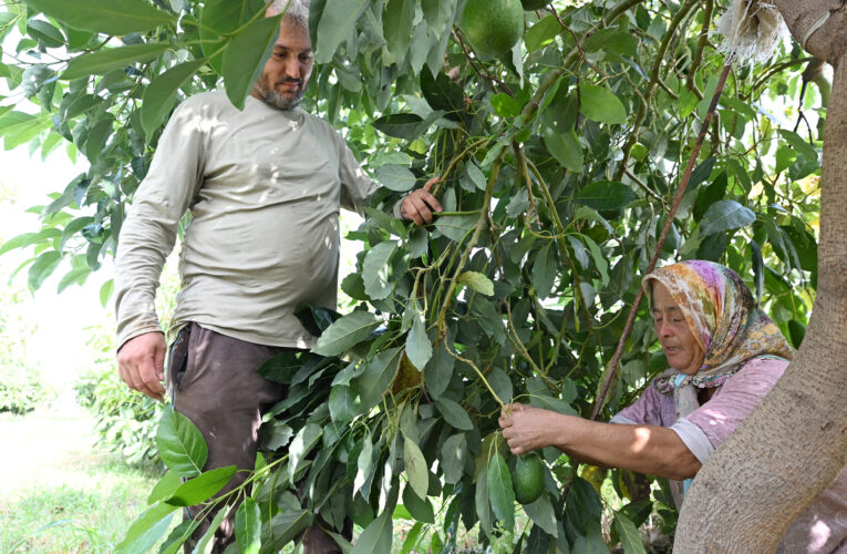 MERSİN’DEKİ ATIL ARAZİLERDE TROPİKAL MEYVE ÜRETİMİ BÜYÜKŞEHİR’İN DESTEKLERİYLE ARTTI