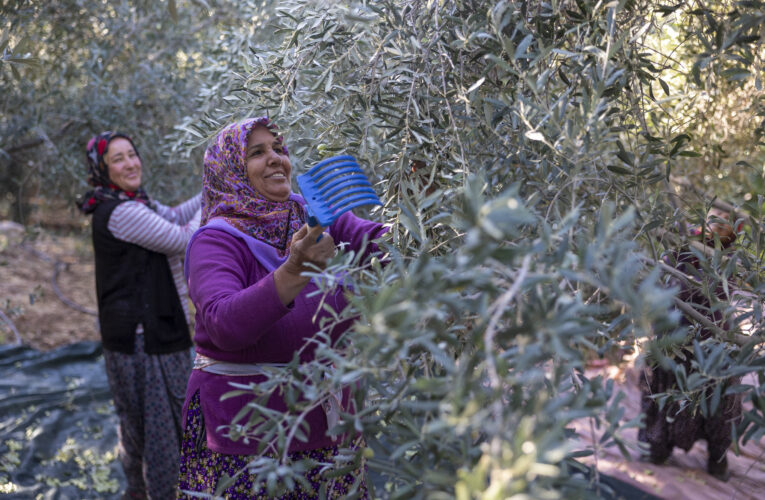 SİLİFKE İMAMBEKİRLİ’DE FİDAN DESTEĞİ ALAN ÇİFTÇİLER ZEYTİN HASADI GERÇEKLEŞTİRDİ