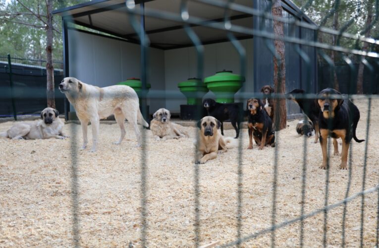 TOROSLAR’IN DOĞAL YAŞAM ALANI HAYVANSEVERLERDEN TAM NOT ALDI