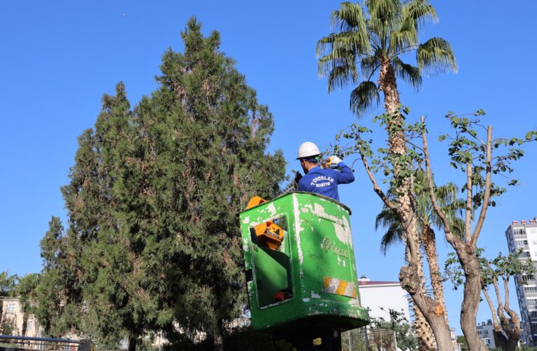 TOROSLAR BELEDİYESİNDEN AĞAÇLARA KIŞ BAKIMI